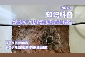 知识科普，巴西所罗门捕鸟蛛进食蟋蟀特点捕杀猎物吐丝包裹后进食视频封面