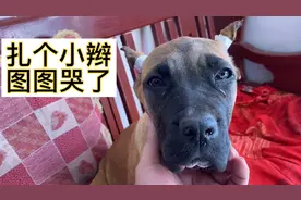 加纳利犬被主人恶搞扎两个小辫，委屈的哭了视频封面