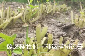 如何让空心菜焕发青春？两个操作简单又实用，空心菜吃不完视频封面