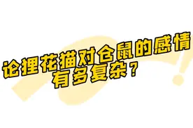 论家养的狸花猫对仓鼠的感情有多复杂？像极了人类又爱又恨的模样视频封面