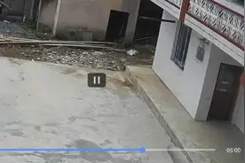 你们家猫爱往家里带蛇吗视频封面