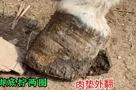 9年蹄肉垫外翻成肉瘤，脚底卷两圈扎进肉，切开臭味刺鼻熏跑旁人