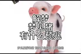 解梦，梦见猪有什么预兆视频封面