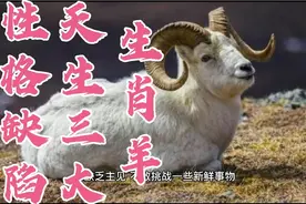 生肖羊天生三大性格缺陷！你有吗？视频封面