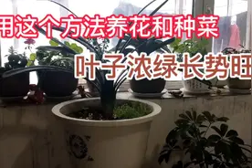 这个方法养花和种菜，叶子宽厚浓绿，长势茂盛视频封面