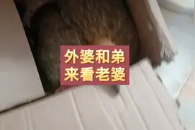 外婆从老家过来看外孙女，拿着鸡和蛋这些外婆养了很久，外婆的爱视频封面