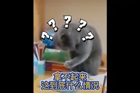 此刻喵咪终于意识到了自己不是人视频封面