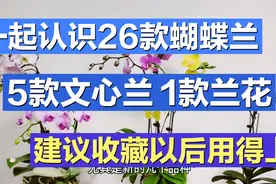 一起认识26款蝴蝶兰品种，还有5款文心兰和1款兰花 收藏以后有用视频封面