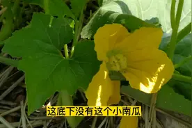 种植南瓜想要一棵结五六十个大南瓜，整枝打叉很重要，方法简单视频封面