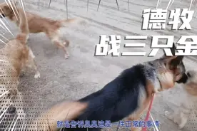 一只德牧如果打三只金毛会赢吗？视频封面