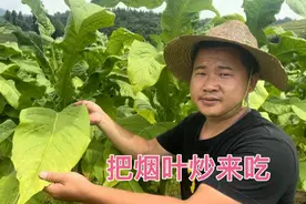 把烟叶炒来吃是什么滋味？真的比抽起来更香吗？简单替大家尝一尝