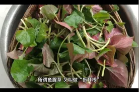 鱼腥草含“马兜铃酸”，有肾毒还致癌？鱼腥草还能不能吃了？视频封面