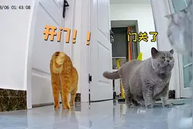 把4只猫关在门外一晚，它们会是什么反应呢？看完监控，破防了…视频封面