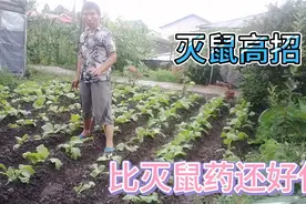 菜园里老鼠太多，自制灭鼠物，效果比灭鼠药还好使视频封面