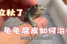 立秋了，家里的龟是不是反复腐皮，今天教大家两种有效的方法视频封面