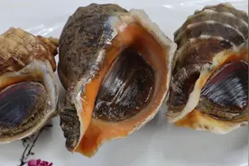 胶东大厨分享“辣根海螺片”的做法，详细易学美味，果断收藏了视频封面