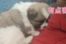 我家狗狗生第第五胎，居然就一生了一只，决定把它留下来自己喂养视频封面