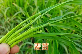 麦苗榨汁喝作用厉害，它的三大作用及方法，了解收藏不后悔视频封面