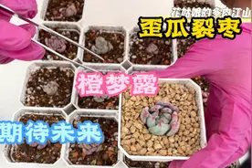 野百合也有春天第二辑：期待16颗得炭疽病的雪天使——逆袭走花路视频封面