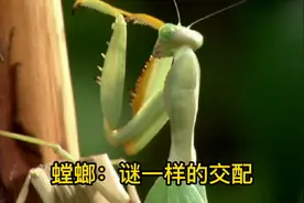 昆虫界黑寡妇：雌螳螂边交配边啃食雄螳螂，头被吃掉也不耽误亲热视频封面