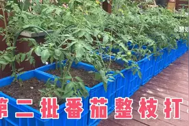 西红柿这样整枝打杈，管理简单好掌握，番茄结果大又多让你吃不完视频封面