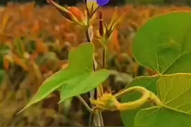 皮囊不一定会完美，灵魂却一定要高贵图片