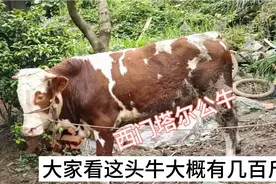 800斤的西门塔尔牛卖17000都稳赚几千了，成交时改口18000谁敢要视频封面