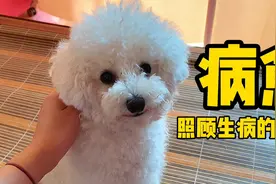 狗狗生病后续。医院回去后仍不吃不喝，我悉心照料，结局温暖视频封面