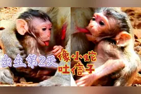 简猴妈的小妞出生第2天，爱吐舌头，也爱扯奶视频封面