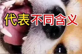 狗狗不同叫声代表不同含义视频封面