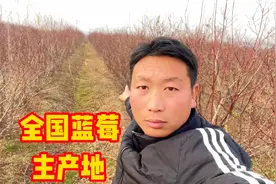 山东临沂是蓝莓的主要产地，无奈退林还耕好多都清园处理，捡漏啦视频封面