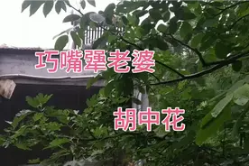 人生如戏，戏如人生，名家名段赏析河南坠子《巧嘴犟老婆》胡中花视频封面