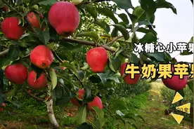 牛奶果苹果栽培视频封面