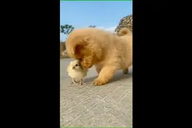 暖暖小精灵视频封面
