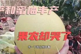 平和蜜柚丰产，果农却哭着卖蜜柚
