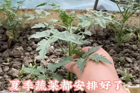 十平方的小院种了十几种蔬菜，夏季蔬菜也都安排好了哈视频封面