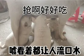 大狗几天才喂一次奶，50多天的小狗也应该断奶了。视频封面