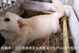 肉狗自繁自养，这样的产床必不可少，一根竹就能解决小狗压死问题视频封面