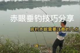赤眼鳟红眼鱼垂钓技巧分享，底钓需要注意这三点，攻鱼过程很精彩视频封面