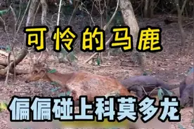 可怜的马鹿被科莫多龙开膛破肚 疼的嗷嗷叫视频封面