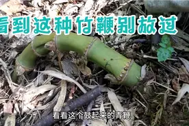 挖冬笋口诀青鞭两头追是不是真的，大哥验证过后确实有用视频封面