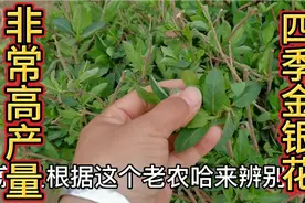 金银花哪个品种更受欢迎，听老农分析一下，学会不求人视频封面