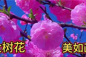 这些大树花太美了！都开满了美美的花朵，请你欣赏！简直是太美了视频封面