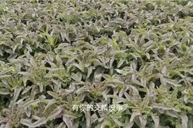沙田镇小凉河畔的莴苣基地视频封面