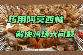 阿莫西林加上它，不管养什么鸡，这三类鸡病轻松防治，便宜好用！视频封面