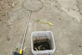 黑蚯蚓钓鱼，主钓甲鱼！你认为能钓到吗？有点意思！视频封面
