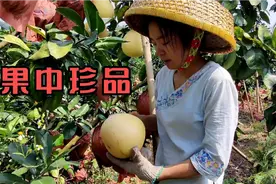 皮薄肉厚、脆嫩多汁、没有大尖顶，这是容县蜜柚特征，味道太妙了视频封面