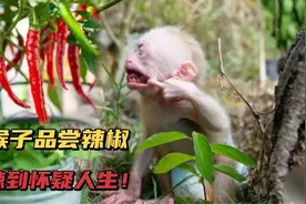 小猴子贪吃辣椒，辣到怀疑人生！画面搞笑有趣，今后再不吃辣椒了视频封面