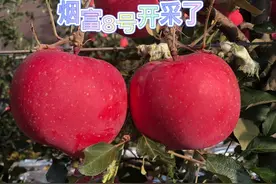 烟富8号（神富一号）苹果开采了视频封面