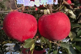 烟富8号（神富一号）苹果开采了视频封面